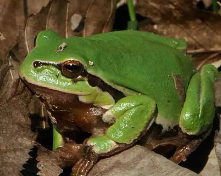 хоккайдская лягушка. зелёная мамба змея. где обитают зеленые. лягушка квакша обыкновенная. зеленая анаконда.