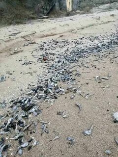 Рыба большая азовское море
