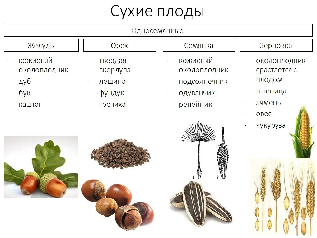 Плоды строение и классификация плодов. Плод строение плода классификация плодов. Односемянныетипы плодов. Типы плодов сухие и сочные. Кожистый околоплодник