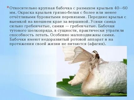 Тип членистоногие вид тутовый шелкопряд