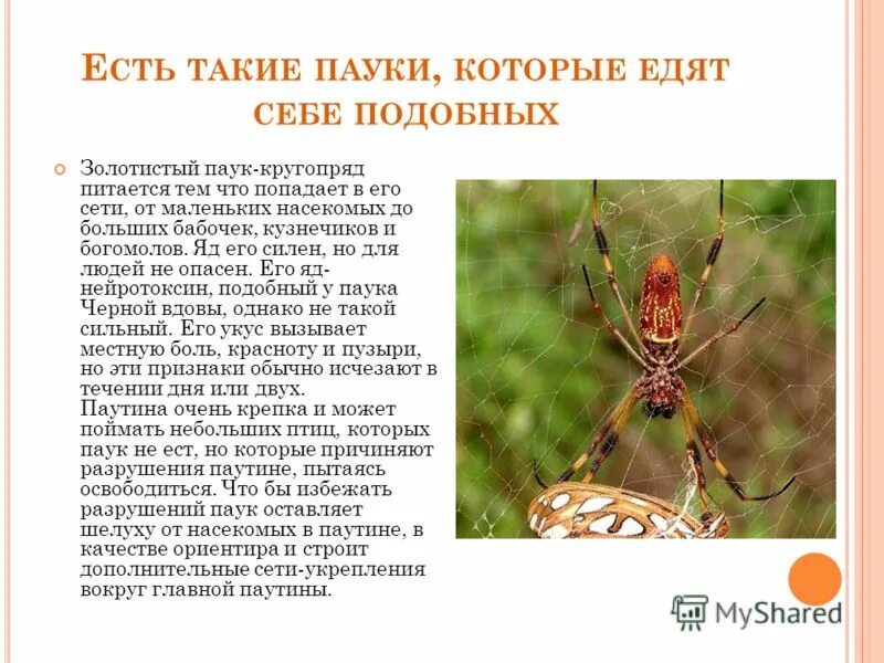 особенности сенокосцев биология 7 класс. особенности сенокосцев биология 7 класс. класс паукообразные отряд сенокосцы. хелицеры сенокосца. отряд сенокосцы представители.