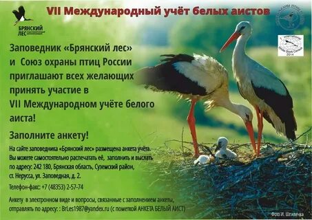Какие качества аистов по мнению автора