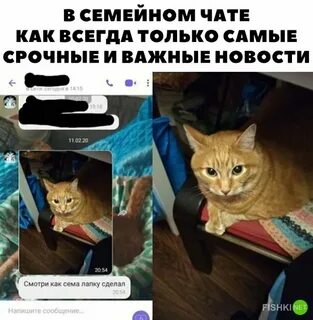 Смешные картинки для чата