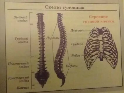 Скелет туловища человека анатомия