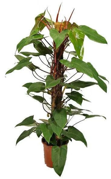 Филодендрон ред эмеральд. Филодендрон red emerald. Филодендрон ред эмеральд. Филодендрон грин леди. Филодендрон сиам санрайз.