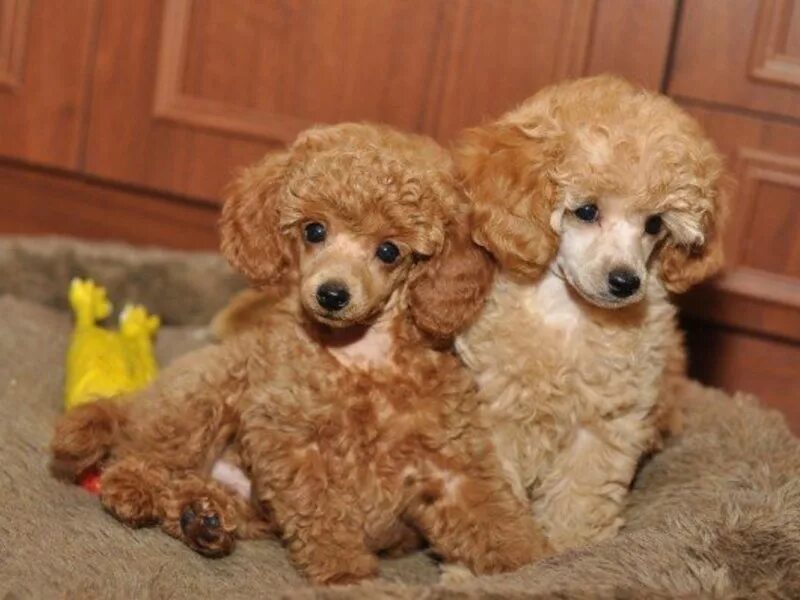 той пудель взрослый. красный мини пудель. пудель щенки спб. щенки миниатюрного пуделя 2 месяца. пудель.