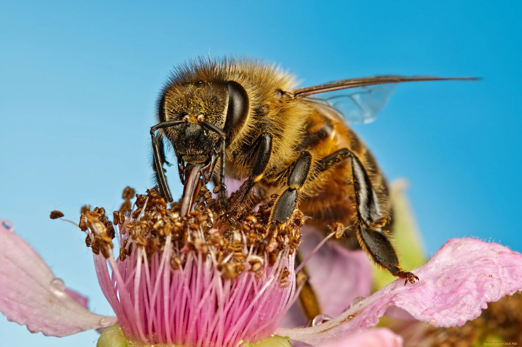 Пчелы и другие насекомые. Тулупчатый Шмель. Гималайская медоносная пчела. Оса пчела Шмель. Хоботок шмеля.