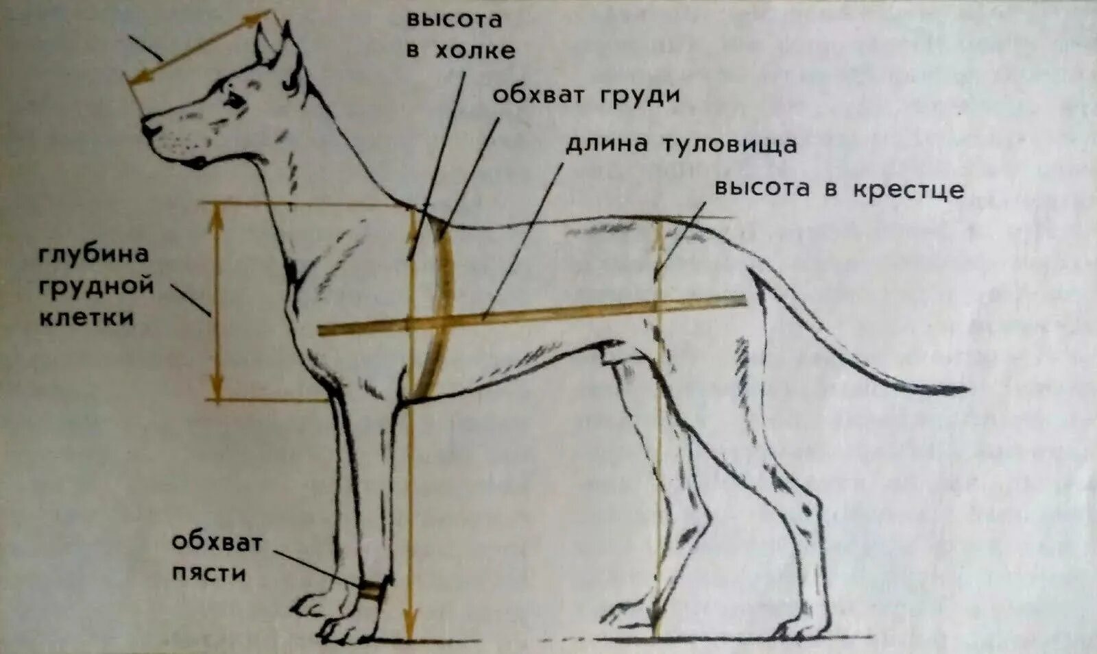 Высокая холка формирующая. Вес щенка немецкой овчарки в 4 месяца кобель. Измерение высоты в холке у собаки. Рост в холке щенка немецкой овчарки. Вес немецкой овчарки в 6 месяцев кобель.