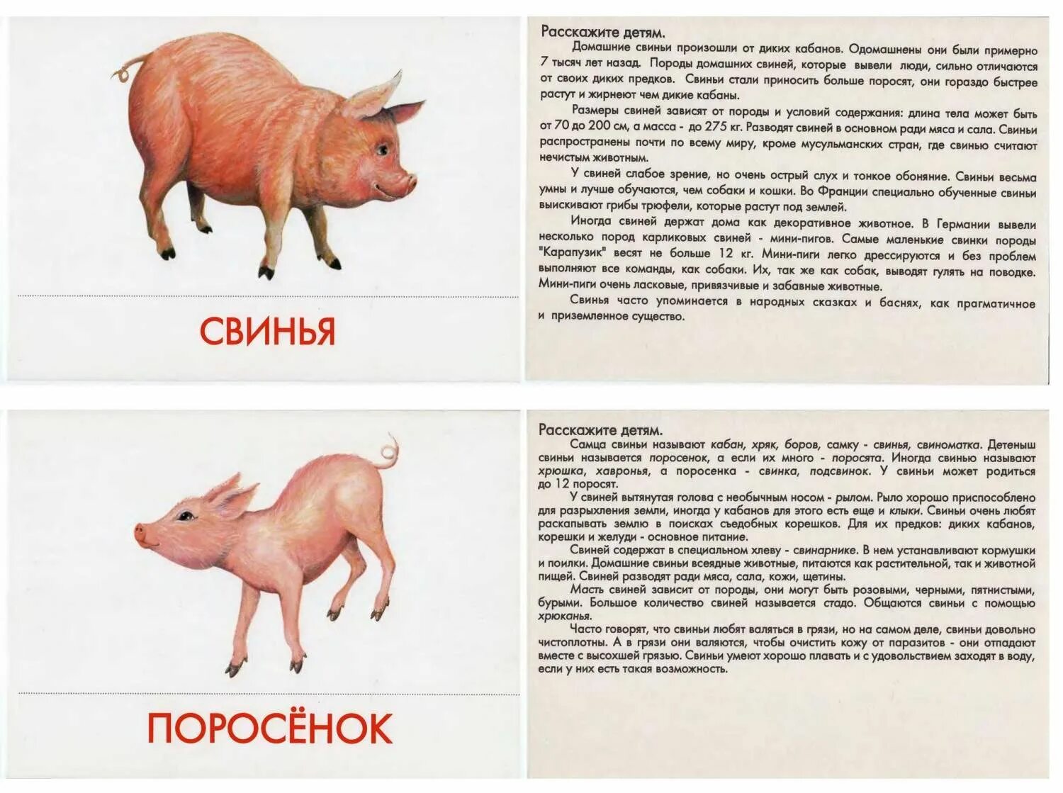 Домашнее животное рассказ для детей. Домашние животные и их детеныши. домашние животные с описанием для детей. домашние животные карточки с описанием.
