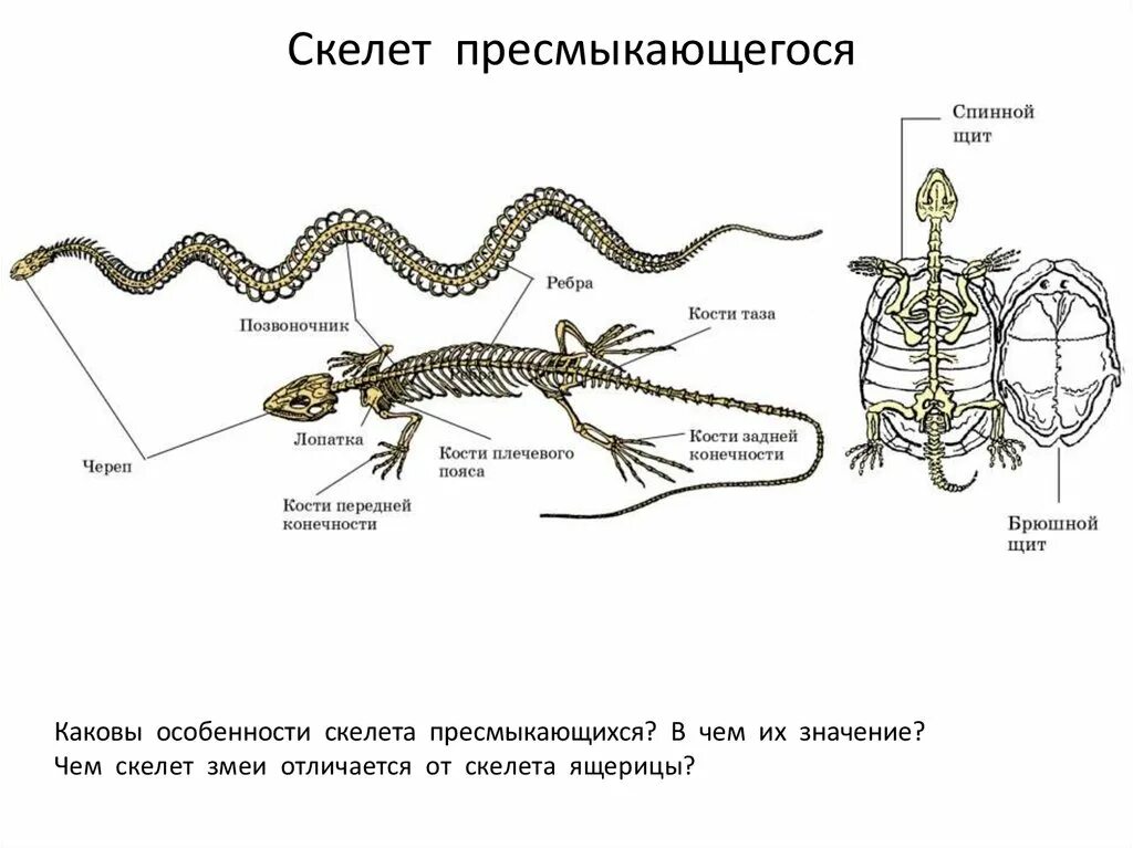 Костный скелет пресмыкающихся. Класс пресмыкающиеся осевой скелет. Пресмыкающиеся строение скелета. Внутреннее строение пресмыкающихся кости.