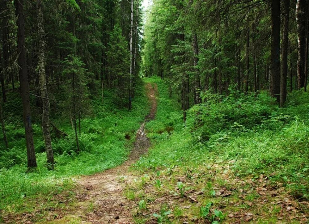 Неужели лесе