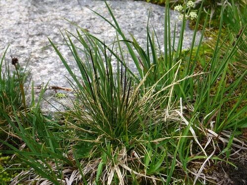 Белоус злак. Белоус торчащий. Белоус (Nardus stricta). Растения трава Белоус.