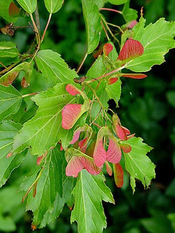 File:Acer tataricum Klon tatarski 2018-06-10 01.jpg - Wikimedia Commons