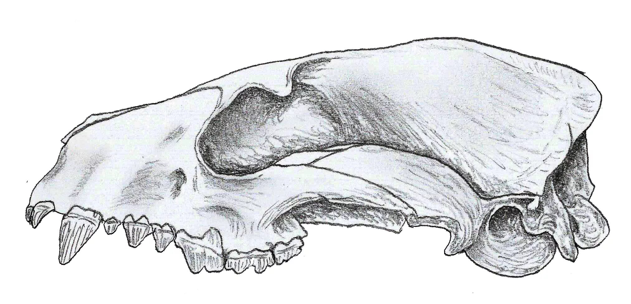 Череп пить. Hesperocyon череп. phlaocyon. предок псовых - геспероцион.