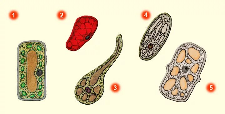 Разнообразие растительных клеток. Формы растительных клеток. Формы растительных клеток. Разнообразие растительных клеток. Многообразие клеток.