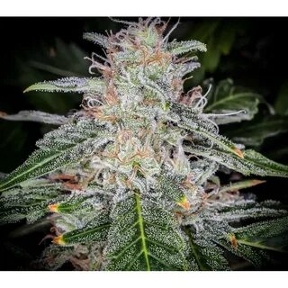 Blue dream