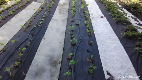 Какой стороной стелить спанбонд черный на клубнику