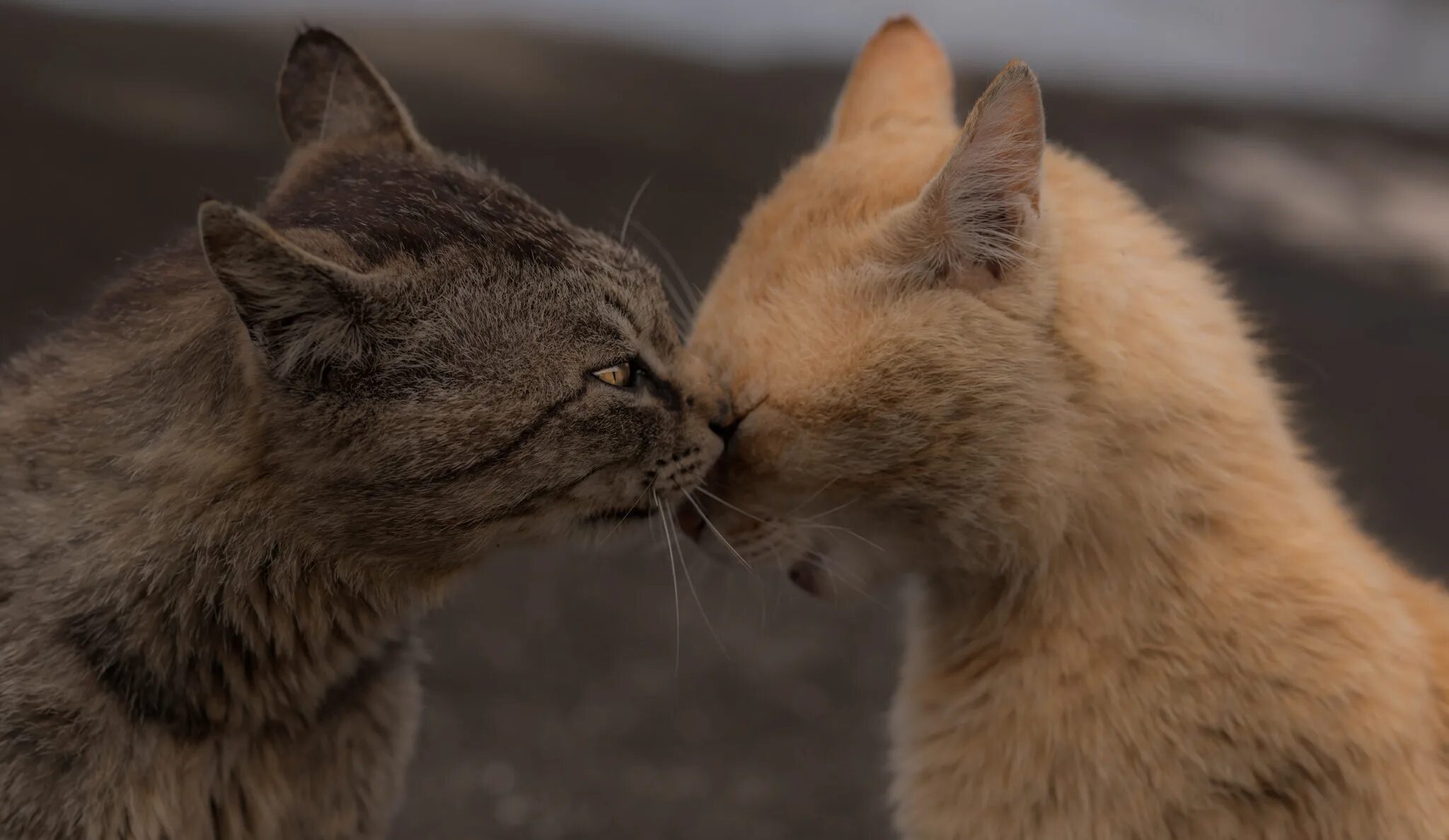 Met cat. Кошки любовь. Два кота. Котики обнимаются. Рыжий и серый кот.