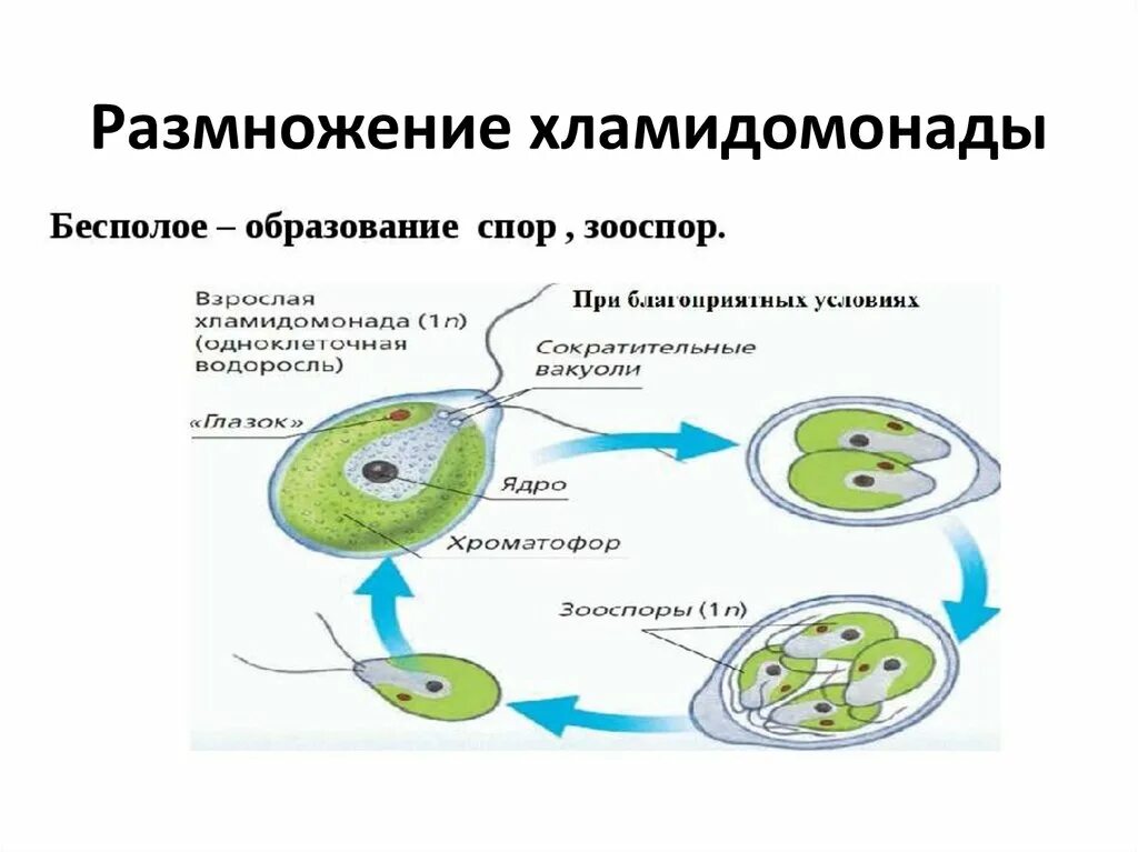 Клетка бесполого размножения водорослей. Размножение водорослей хламидомонада. Бесполое и половое размножение хламидомонады схема. Бесполое размножение хламидомонады. Бесполое размножение хламидомонады 6 класс биология.