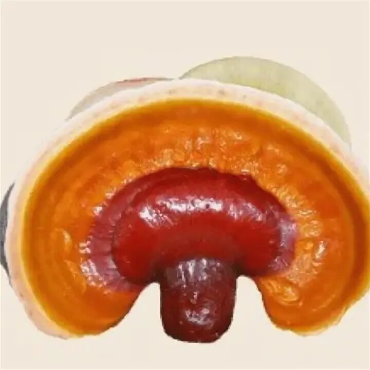 Голден рейши. Голден рейши. Reishi экстракт golden reishi. Рейши плюс капсулы лр. Голден рейши.