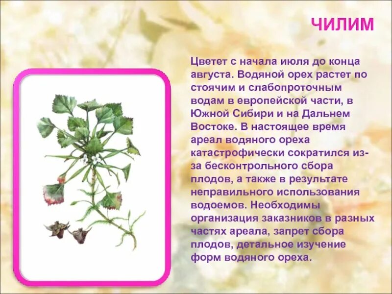 Чилим сленг. Чилим сленг. Рогульник водяной орех 5. Чилим водяной орех стебель. Водяной орех строение.