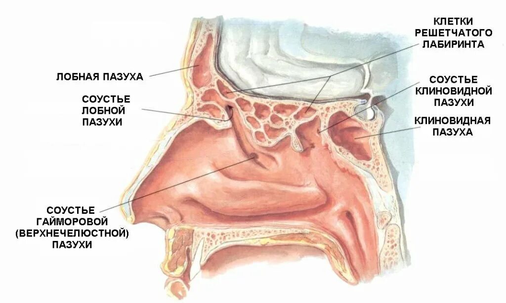 Соустья пазух носа анатомия. Гайморовы пазухи носа анатомия. Гайморова пазуха и решетчатый Лабиринт. Решетчатый Лабиринт клиновидной кости. Слизистая оболочка уха