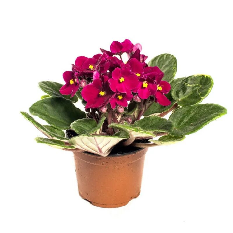 Сенполия узамбарская фиалка в горшке. Фиалка saintpaulia. Фиалка сенполия комнатная. Сенполия инова спектра микс. Узамбарская фиалка в горшке.