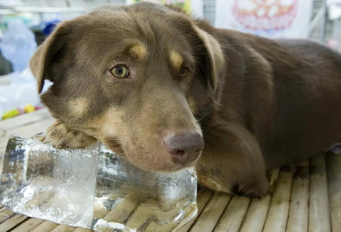 Собака в жару. Лето жара собака. Жара собаки. Жара собаки. Лето жара собака.