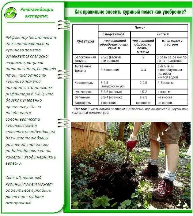 Какое удобрение вносить при посадке в теплице