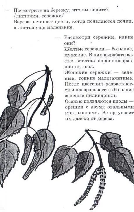 На березке появились. Когда у березы появляются сережки. Серёжки берёзы. Когда у березы появляются листья. На Березе появились сережки.