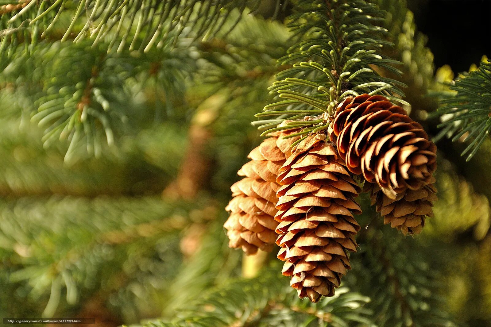 шишки под елью. щитовка хвойных ель. хвойники и шишки. шишки под елью. ель королевская с шишками.