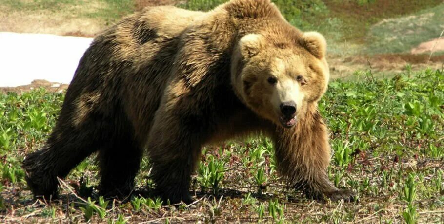 Бурый медведь животное распространенное на территории. Бурый медведь в Якутии. Якутский медведь. Кавказский бурый медведь. Национальное животное.