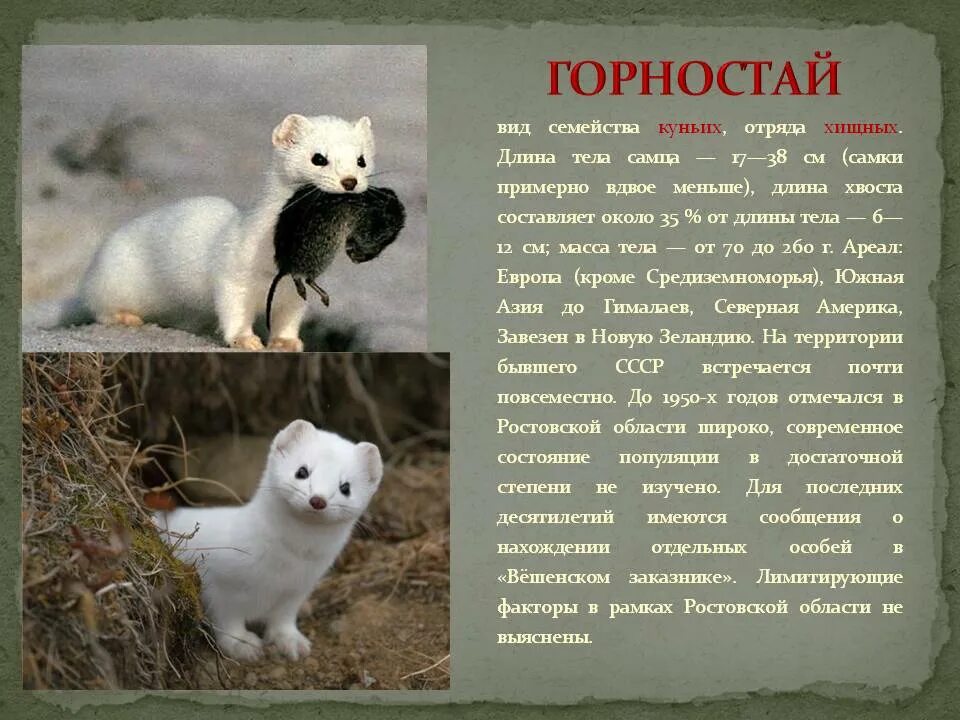 Фото животных описание. Горностай красная книга. Горностай описание. Горностай занесен в красную книгу. Горностай проект.