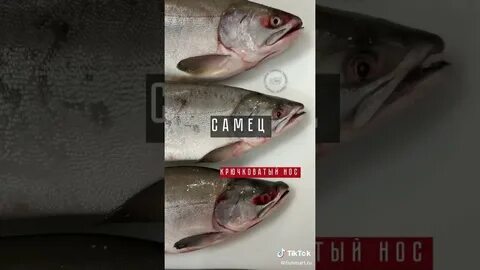Как различить форель самца