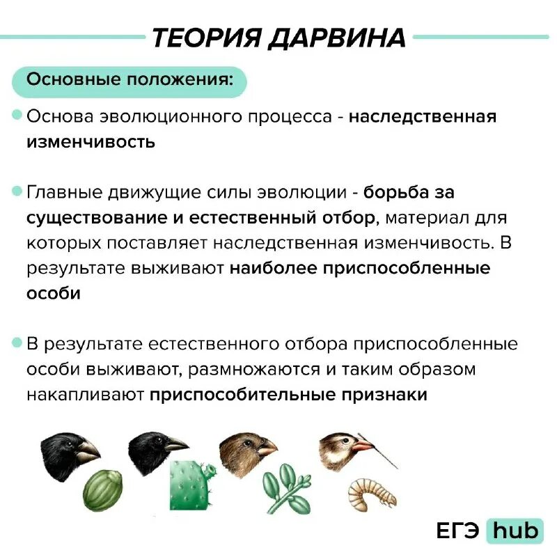 эволюция егэ биология таблица. теории эволюции егэ биология. егэ биология скрипты. этапы развития эволюционного учения. кириленко биология огэ.
