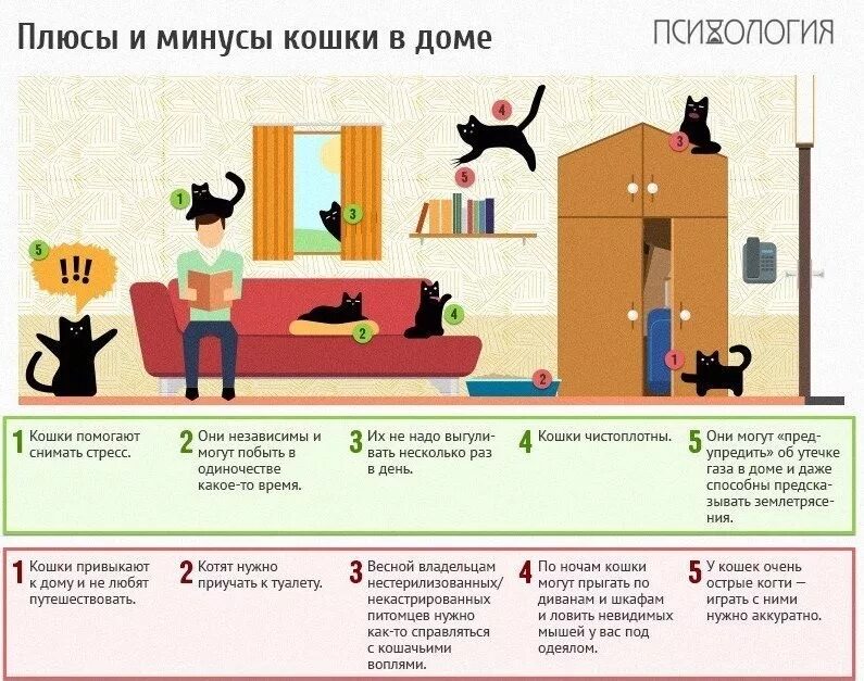 Содержание кота. Кошка в доме плюсы и минусы. плюсы и минусы кота. минусы кошки в квартире. плюсы кошек в квартире.