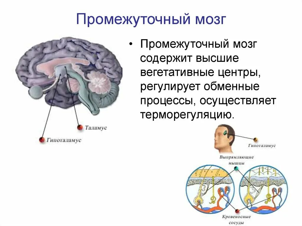 Нервные центры промежуточного мозга. Строение промежуточного мозга в головном мозге. Промежуточный мозг строение и функции. Отдел головного мозга который регулирует терморегуляцию. Перечислите отделы промежуточного мозга.