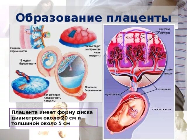 Что такое плацента и какова ее функция. Барьерная функция плаценты. участвует в образовании плаценты.
