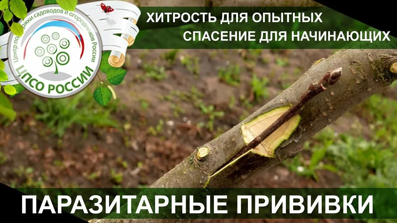 Когда начинать прививку деревьев весной. Паразитарная прививка плодовых деревьев. прививка деревьев весной для начинающих. голландская прививка деревьев. место прививки вишни.