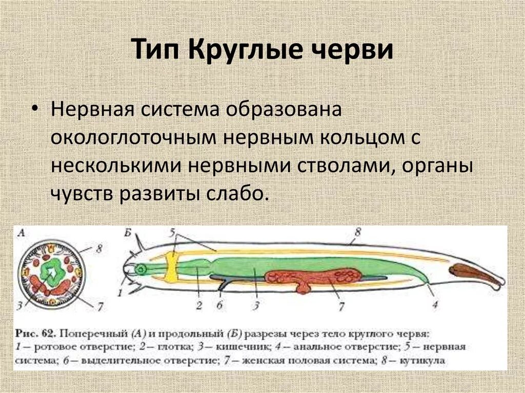 Какая система у круглых червей. Выделительная система круглых червей схема. Круглые черви биология 7 класс нервная система. Тип нервной системы у круглых червей. Нервная система круглых червей.