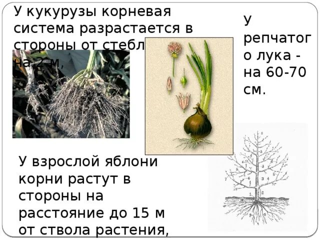 Какое растение имеет корни луковицы в степях. Какое растение имеет корни луковицы в степях