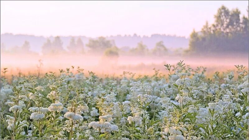 Полынь в степи. Полынь казахстанская степная. Поле с полынью. Донник желтый поле. Типчаково-ковыльная степь.