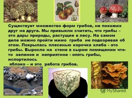5 интересных фактов грибах
