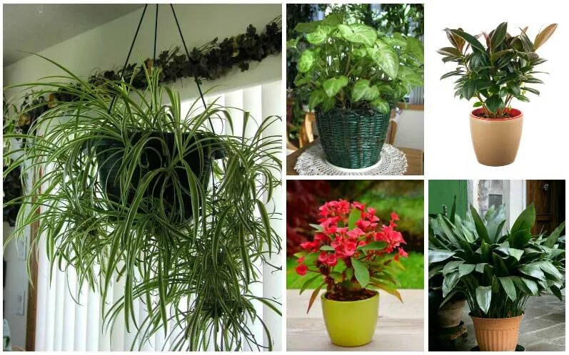 Замиокулькас emerald palm. Аспидистра элатиор. Комнатные растения. Растения комнатные маленькие. Хлорофитум айриш.