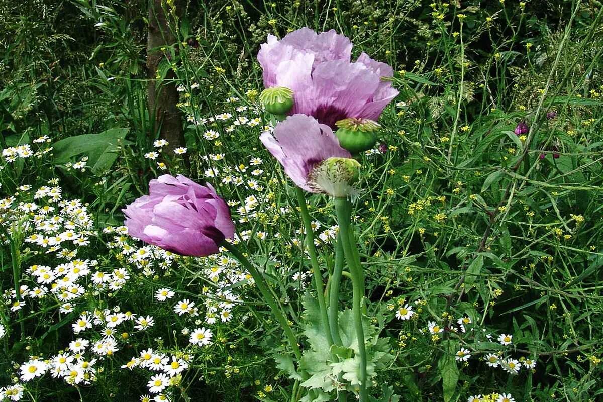 Запрещенные растения в огороде. Удобрения для сада и огорода таблица. Запрещенные растения в огороде. Запрещенные растения в огороде. Овощной миксбордер настурция.