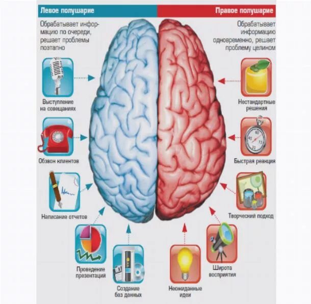 Полушария мозга. Развитые полушария мозга. Развиваем правое и левое полушарие. Левое и правое полушарие мозга.
