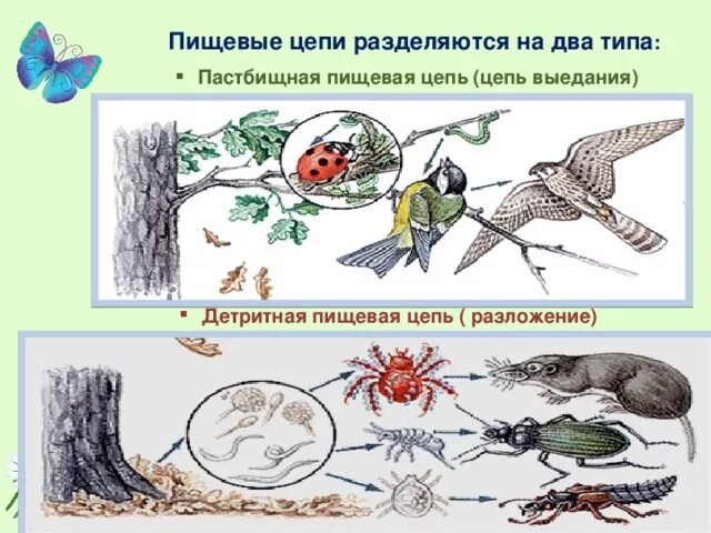 Последовательность звеньев в цепи выедания. Цепи выедания и разложения. Детритная и пастбищная цепь. Пищевая цепь выедания. Пастбищная пищевая цепь.