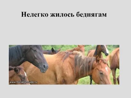 Чем рыжуха отличалась от всех остальных