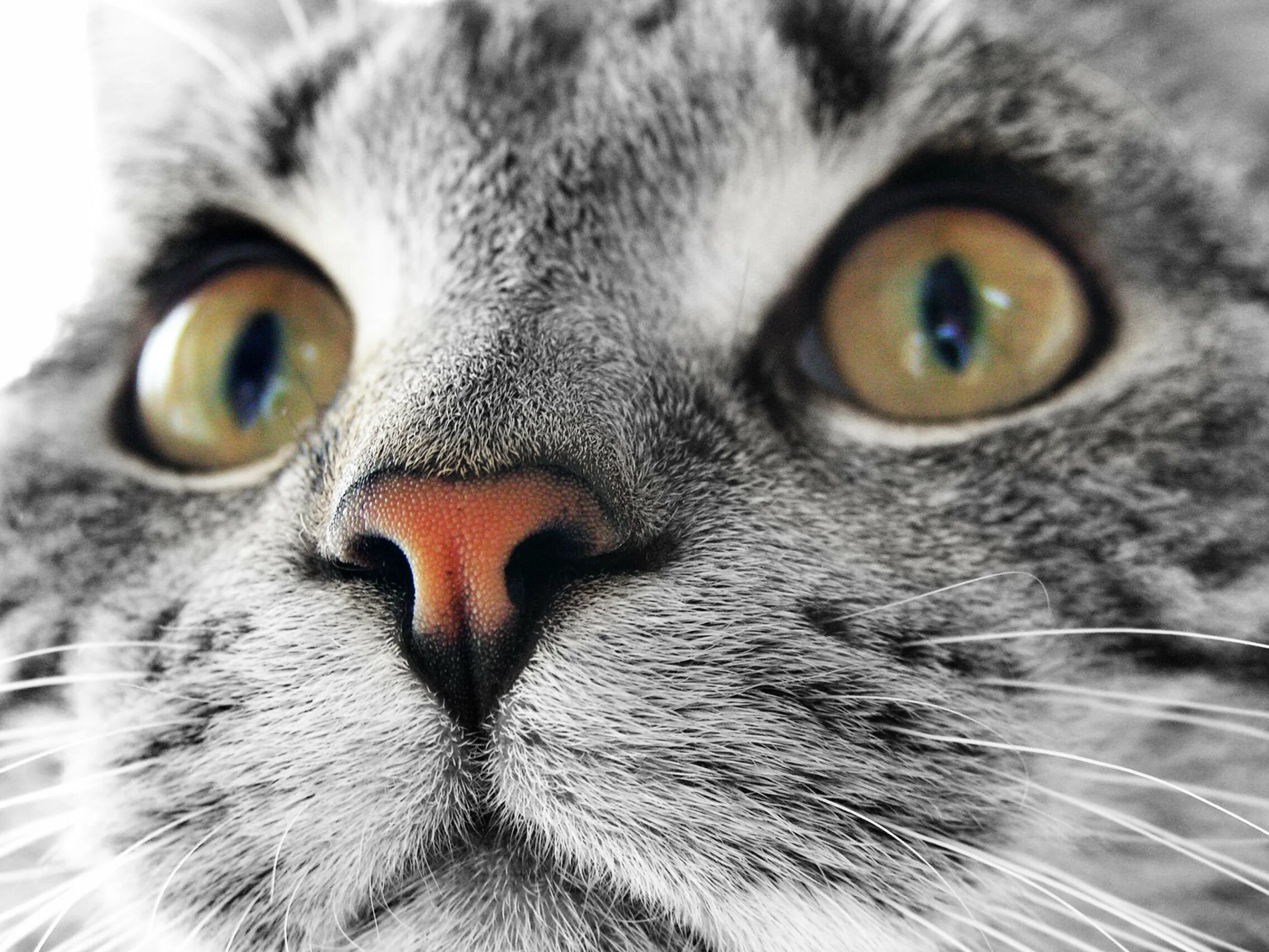 Обои кота на планшет. Обои кота на планшет. Обои кота на планшет. Обои кота на планшет. Обои на планшет с котиками.