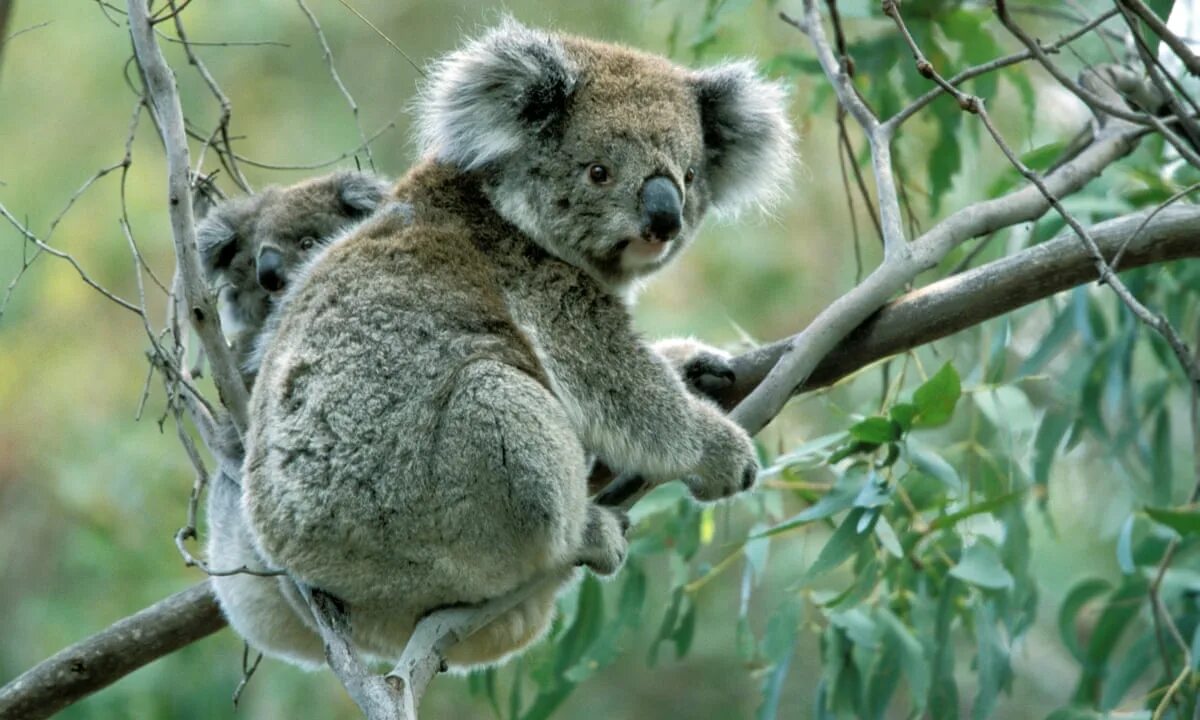 Коала и змея. Коала в Австралии. Phascolarctos cinereus. Коала нового Южного Уэльса. Коала на ветке.